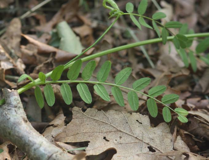 Ornithopus compressus / Uccellina comune