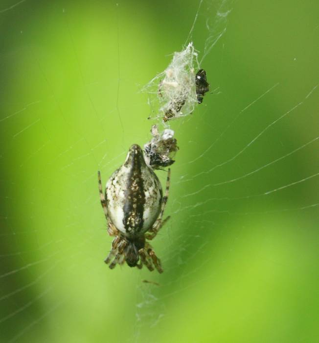 Cyclosa conica?...Cyclosa sp. - Vignanello  (VT)