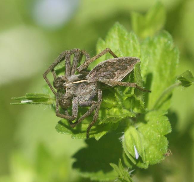 Tutti Pisaura mirabilis?... Pisaura sp. - Vignarello (VT)