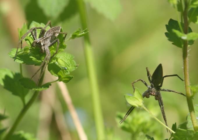 Tutti Pisaura mirabilis?... Pisaura sp. - Vignarello (VT)