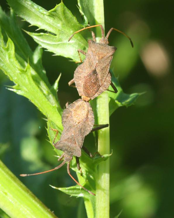 Coreidae: Coreus marginatus