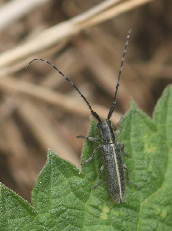 Agapanthia cardui?