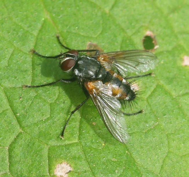 Tachinidae da id.