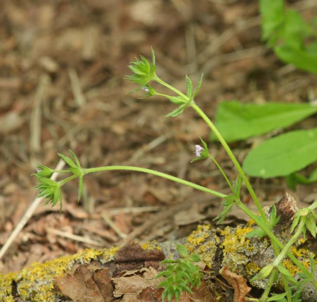 Sherardia arvensis?  S !