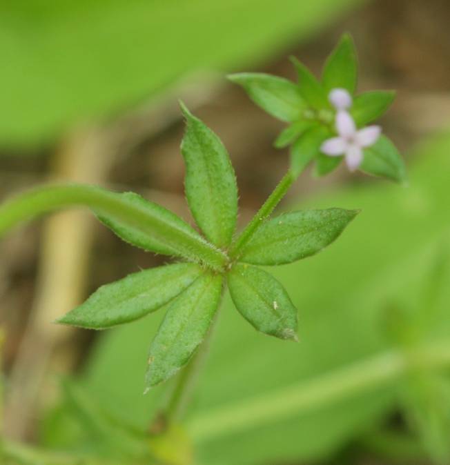 Sherardia arvensis?  S !