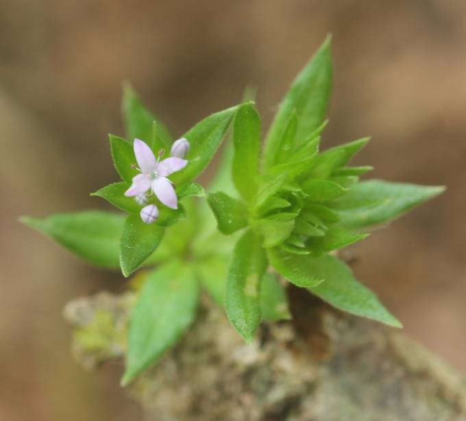 Sherardia arvensis?  S !