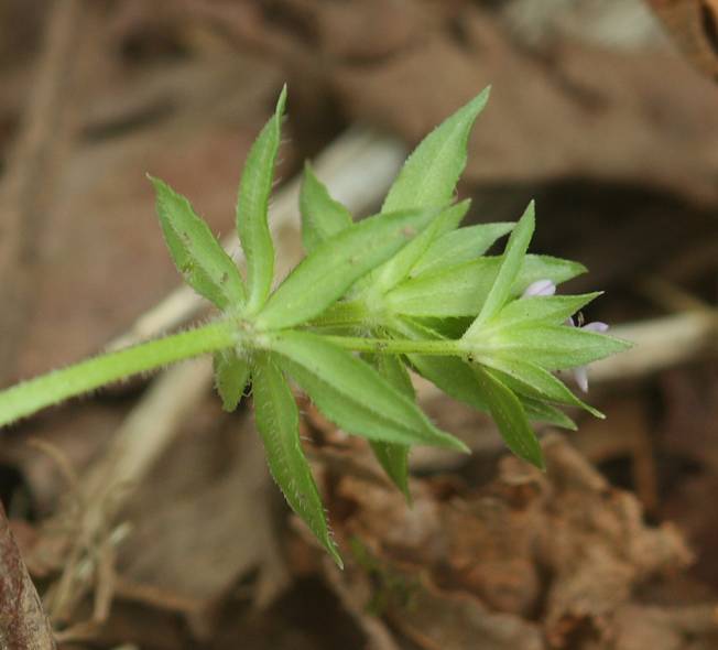 Sherardia arvensis?  S !