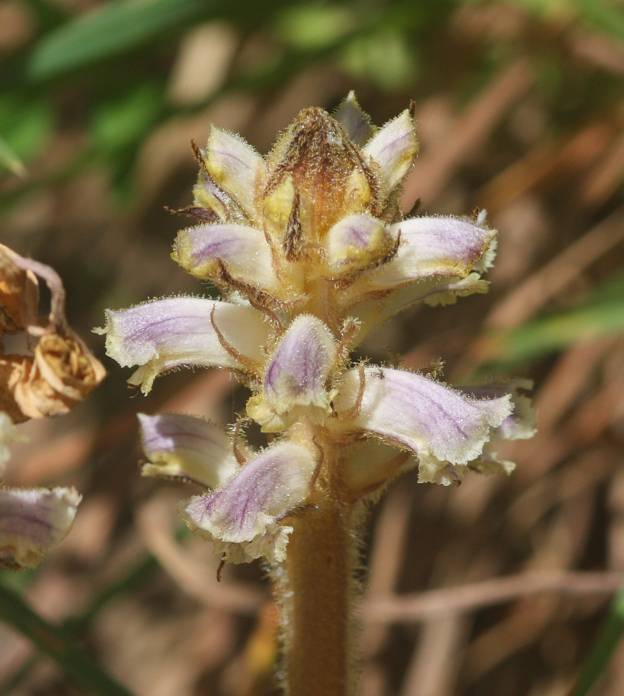 Orobanche da identificare. O. minor?