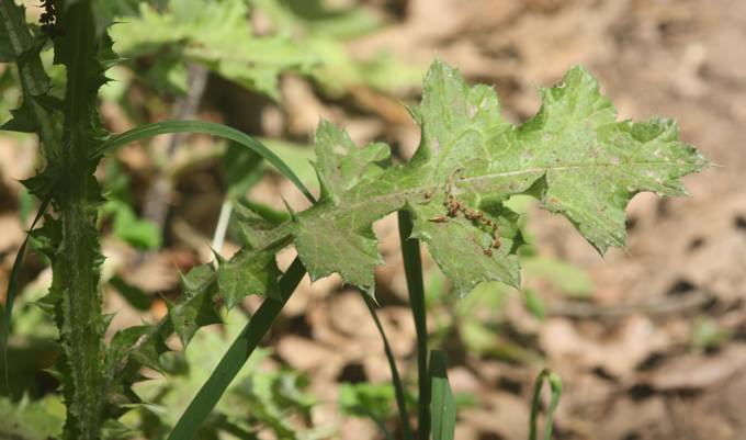 Carduus pycnocephalus?  S !