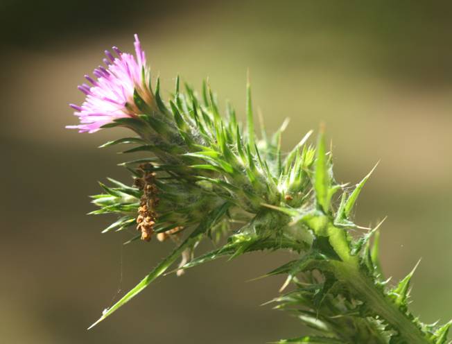 Carduus pycnocephalus?  S !