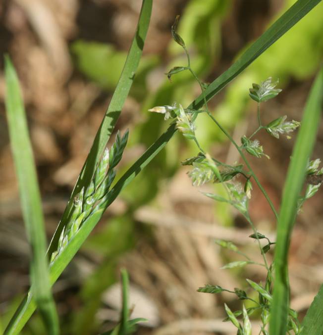 Poa annua?  Poa cfr. annua