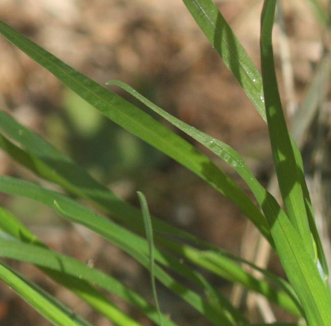 Poa annua?  Poa cfr. annua