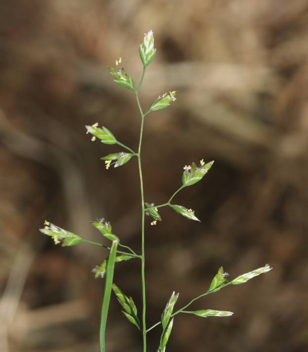 Poa annua?  Poa cfr. annua