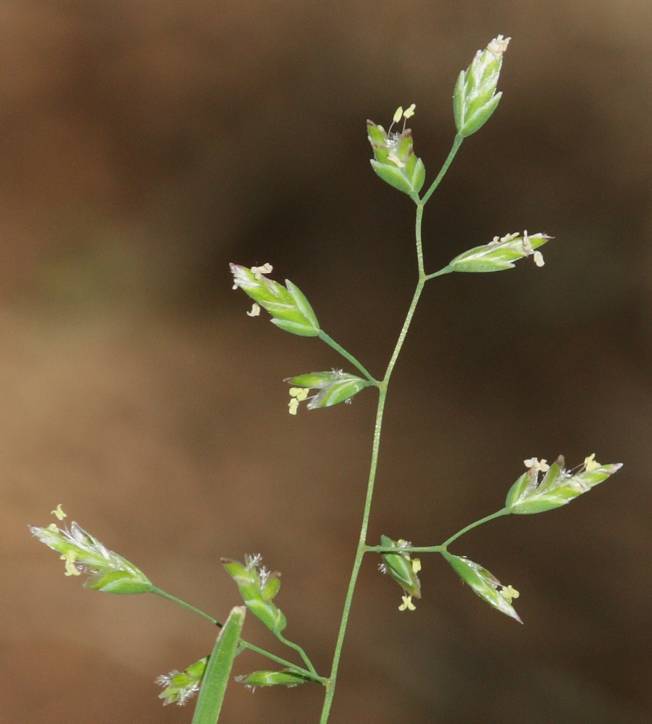 Poa annua?  Poa cfr. annua