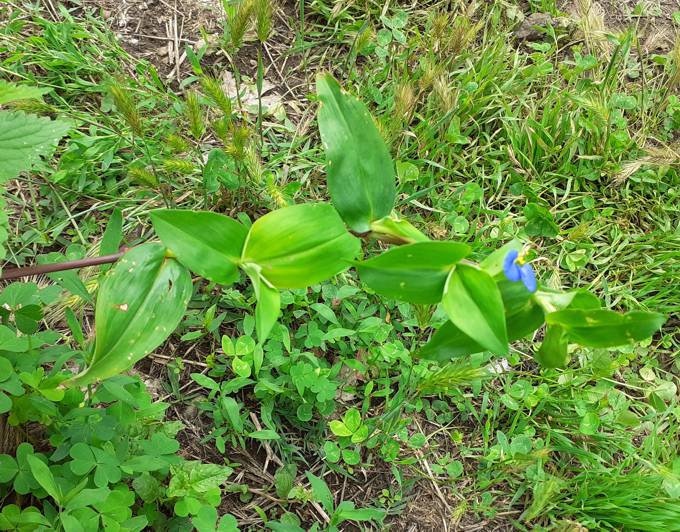 Commelina communis (Commelinaceae)