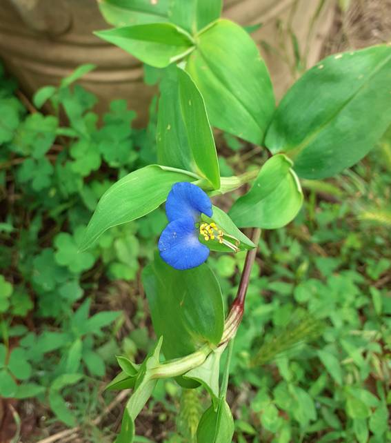 Commelina communis (Commelinaceae)