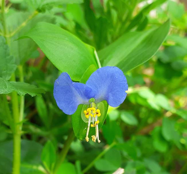 Commelina communis (Commelinaceae)