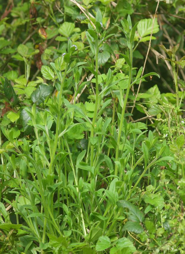 Boraginacea - Myosotis sp.