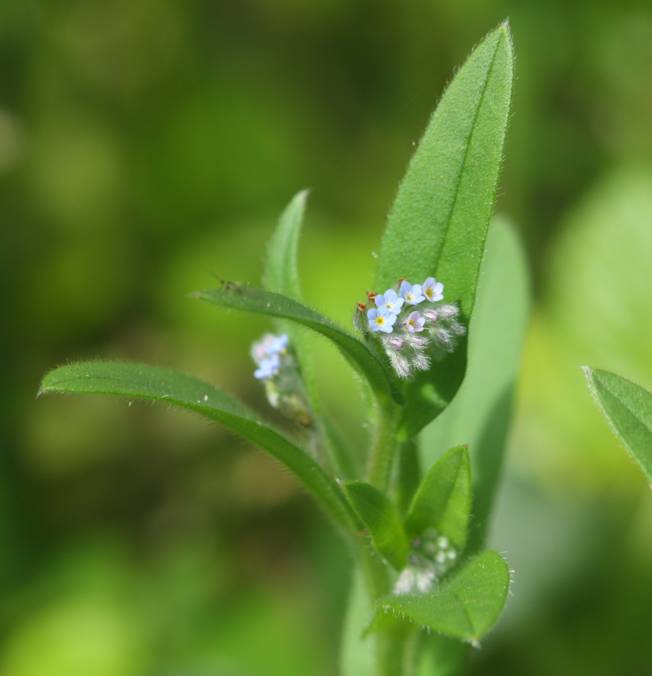 Boraginacea - Myosotis sp.