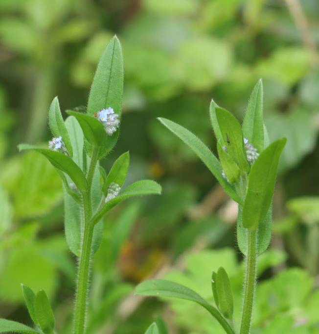Boraginacea - Myosotis sp.