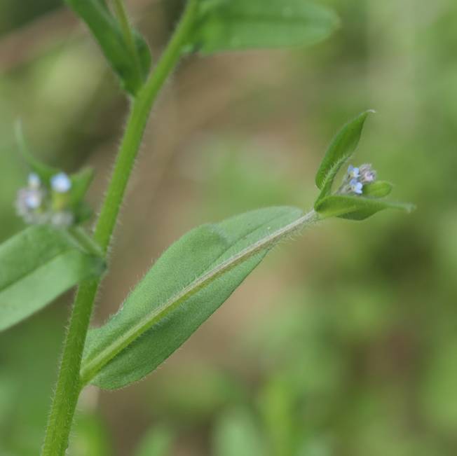 Boraginacea - Myosotis sp.