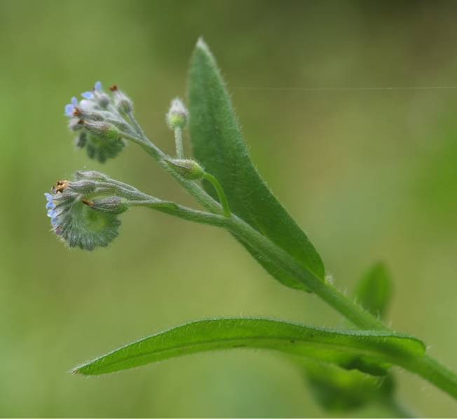 Boraginacea - Myosotis sp.