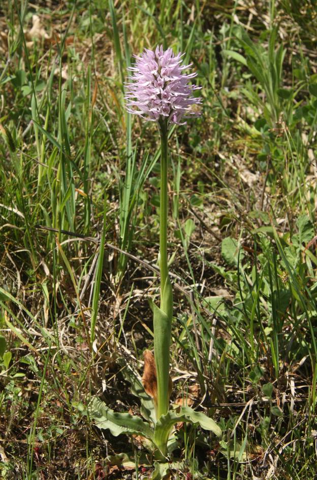 Conferma Orchis italica