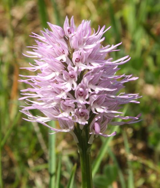 Conferma Orchis italica