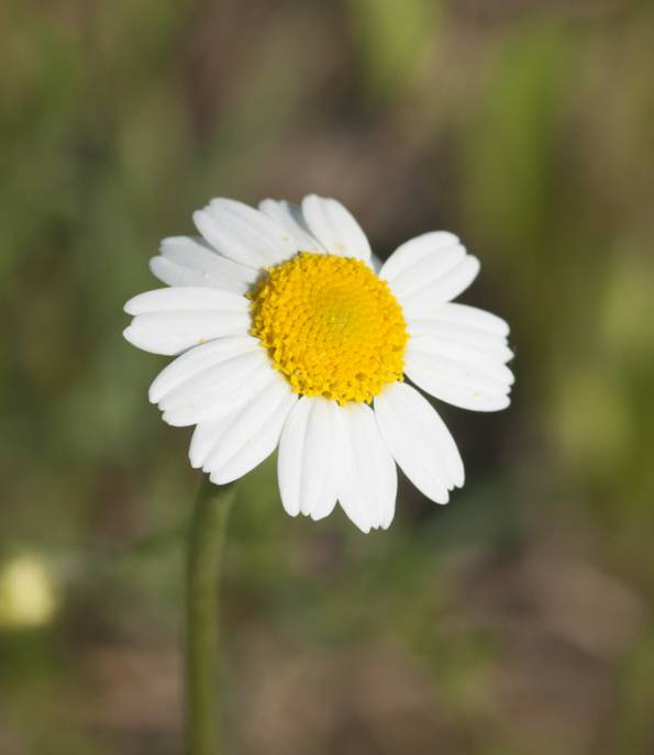 Chamaemalum da identificare