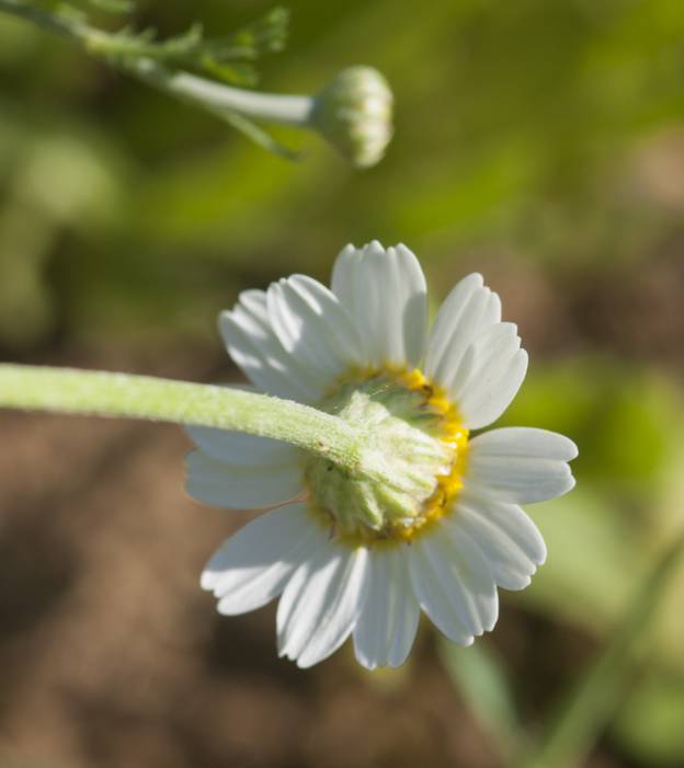 Chamaemalum da identificare