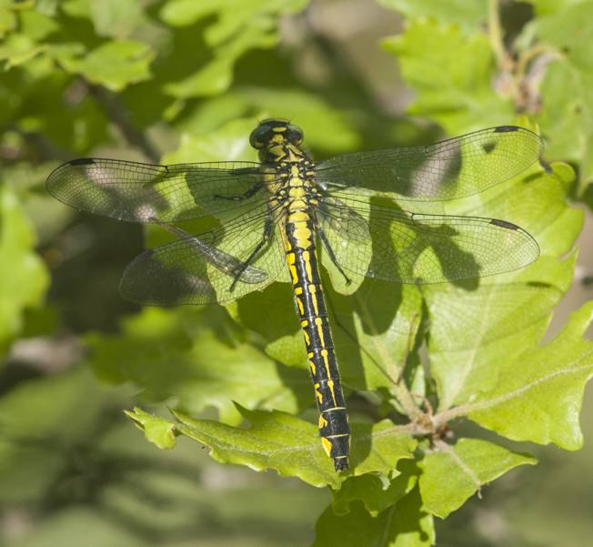 Gomphus vulgatissimus? sì! femmina