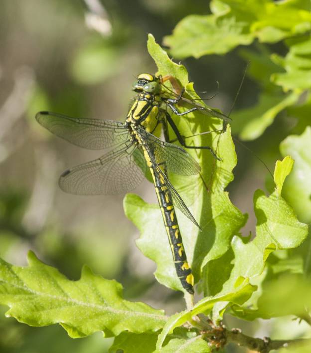 Gomphus vulgatissimus? sì! femmina