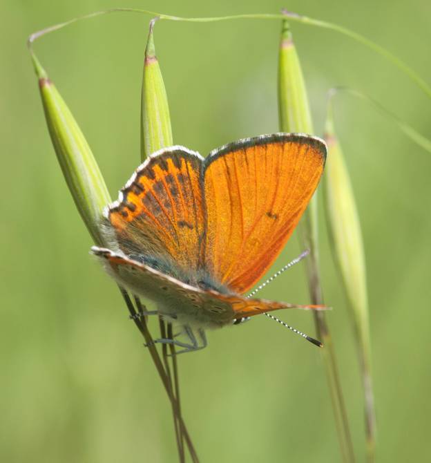 Lycaenidae: Lycaena thersamon, maschio