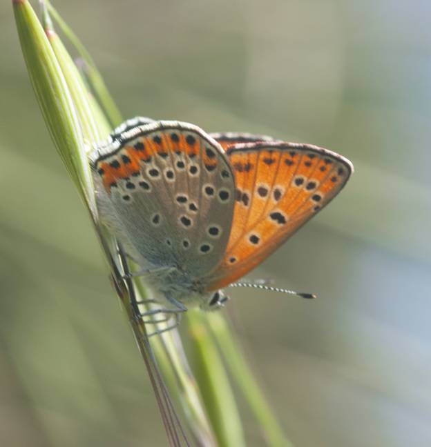 Lycaenidae: Lycaena thersamon, maschio