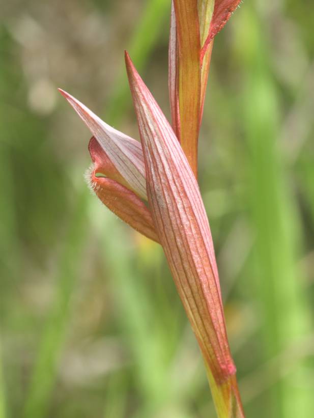 Serapias da identificare