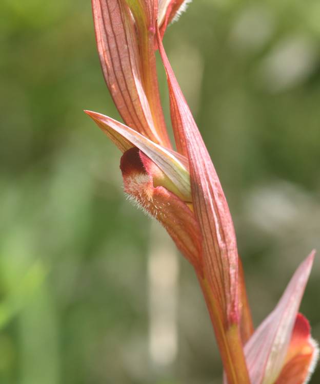 Serapias da identificare