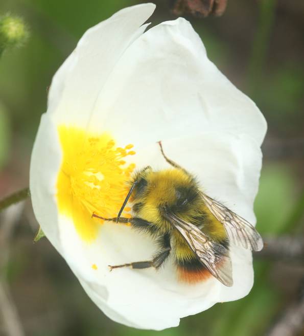 Apidae: Bombus (Pyrobombus) pratorum, maschio.