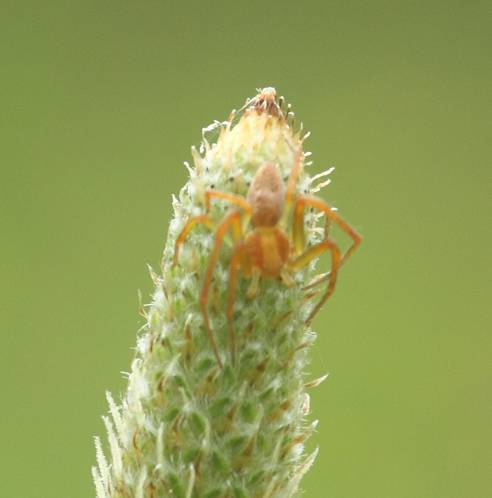 Philodromus sp., giovane - Vasanello (VT)