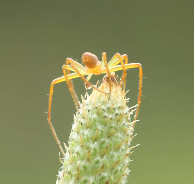 Philodromus sp., giovane - Vasanello (VT)