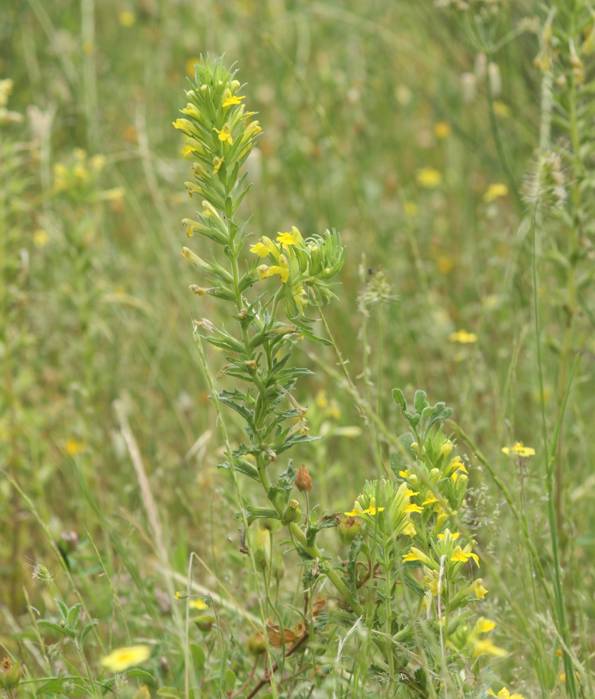 Conferma Bartsia trixago - No, Parentucellia viscosa (= Bellardia viscosa)