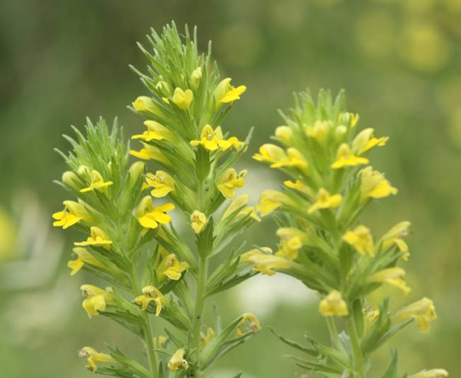 Conferma Bartsia trixago - No, Parentucellia viscosa (= Bellardia viscosa)