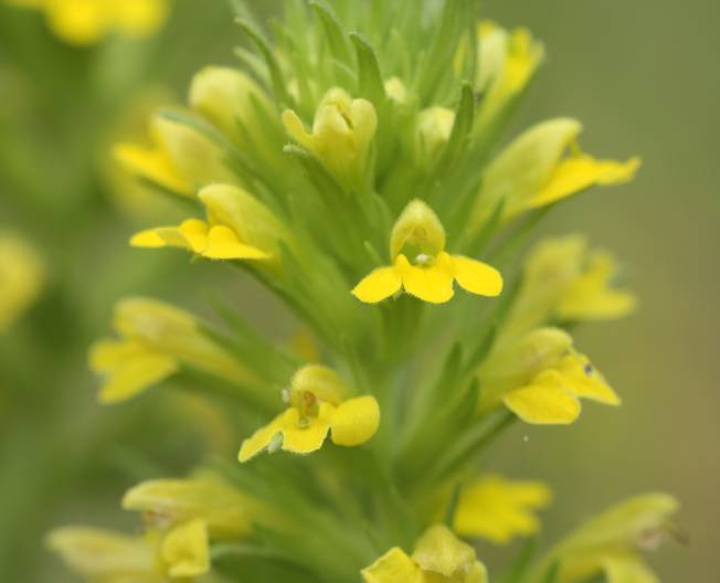 Conferma Bartsia trixago - No, Parentucellia viscosa (= Bellardia viscosa)