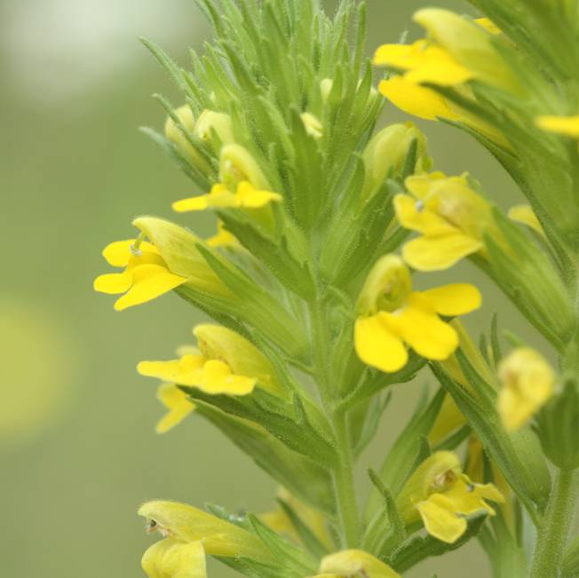 Conferma Bartsia trixago - No, Parentucellia viscosa (= Bellardia viscosa)