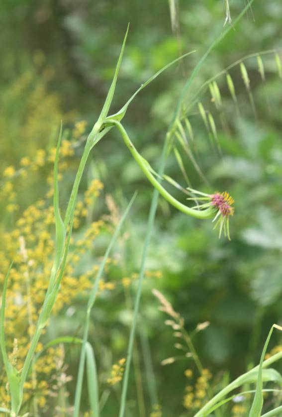 Tragopogon porrifolius? S (cfr.)