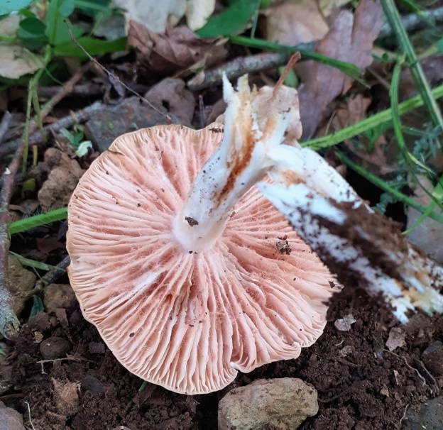 Da identificare