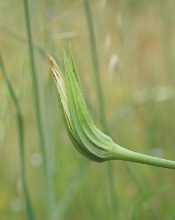 Tragopogon porrifolius? S (cfr.)