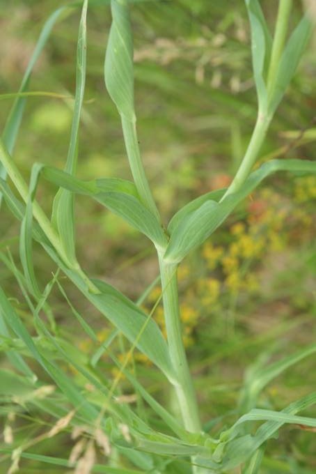 Tragopogon porrifolius? S (cfr.)