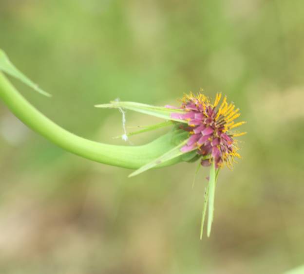 Tragopogon porrifolius? S (cfr.)