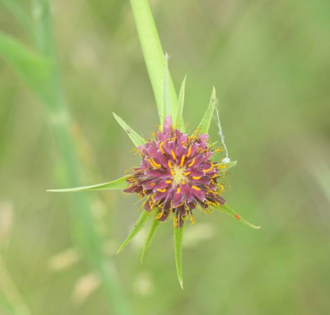 Tragopogon porrifolius? S (cfr.)