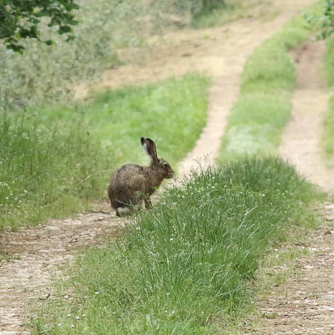 Lepus cosa?